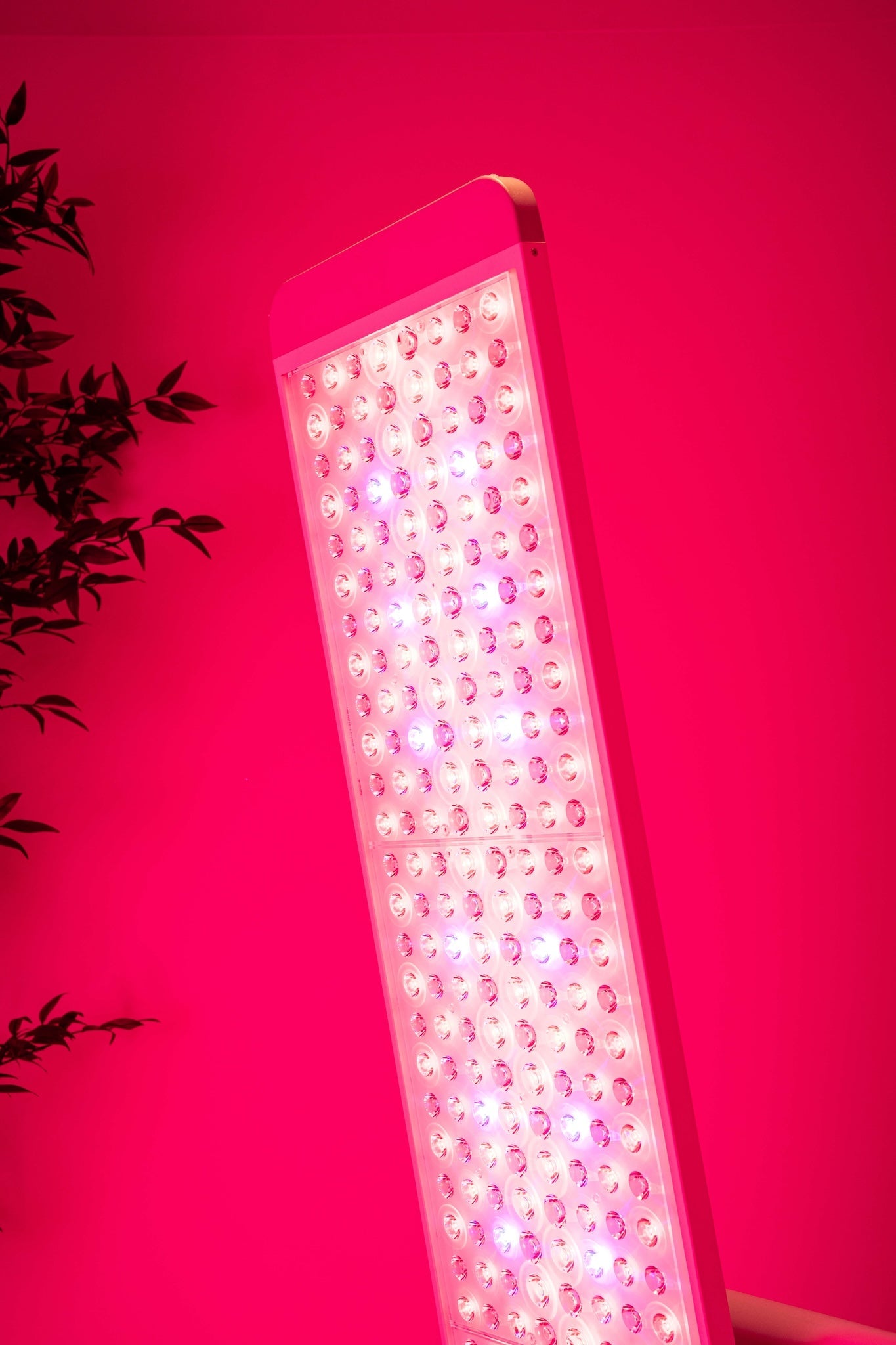 Renew Red Light NEW: The Panorama Panel