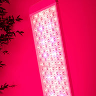 Renew Red Light NEW: The Panorama Panel